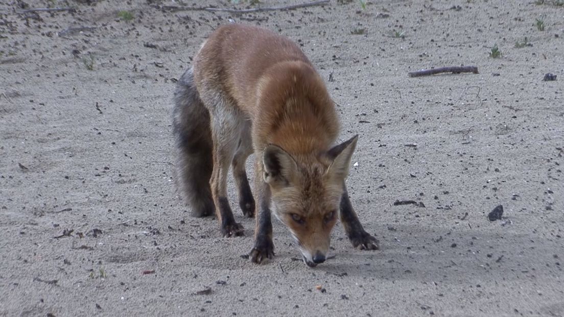 De vos laat zich op steeds meer plekken zien in Zeeland