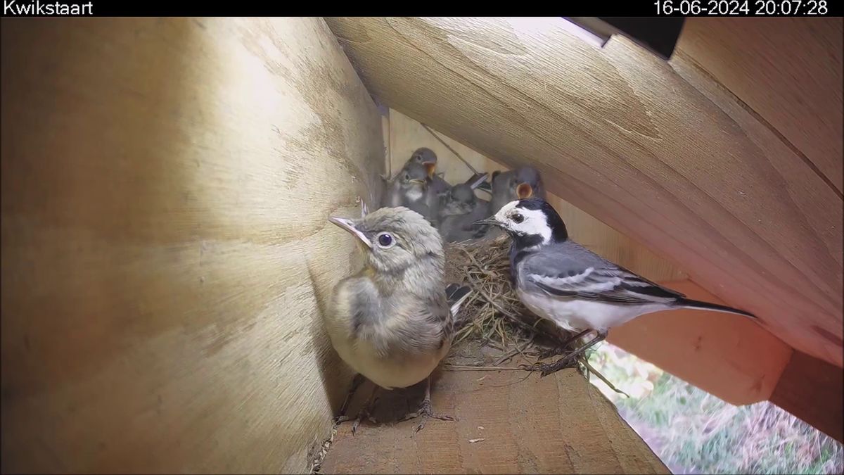 Claus hangt twintig camera's in zijn tuin om vogels te zien opgroeien