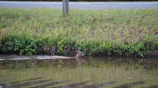 Opnieuw raak: brandweer redt ree uit de Dedemsvaart bij Hasselt Home