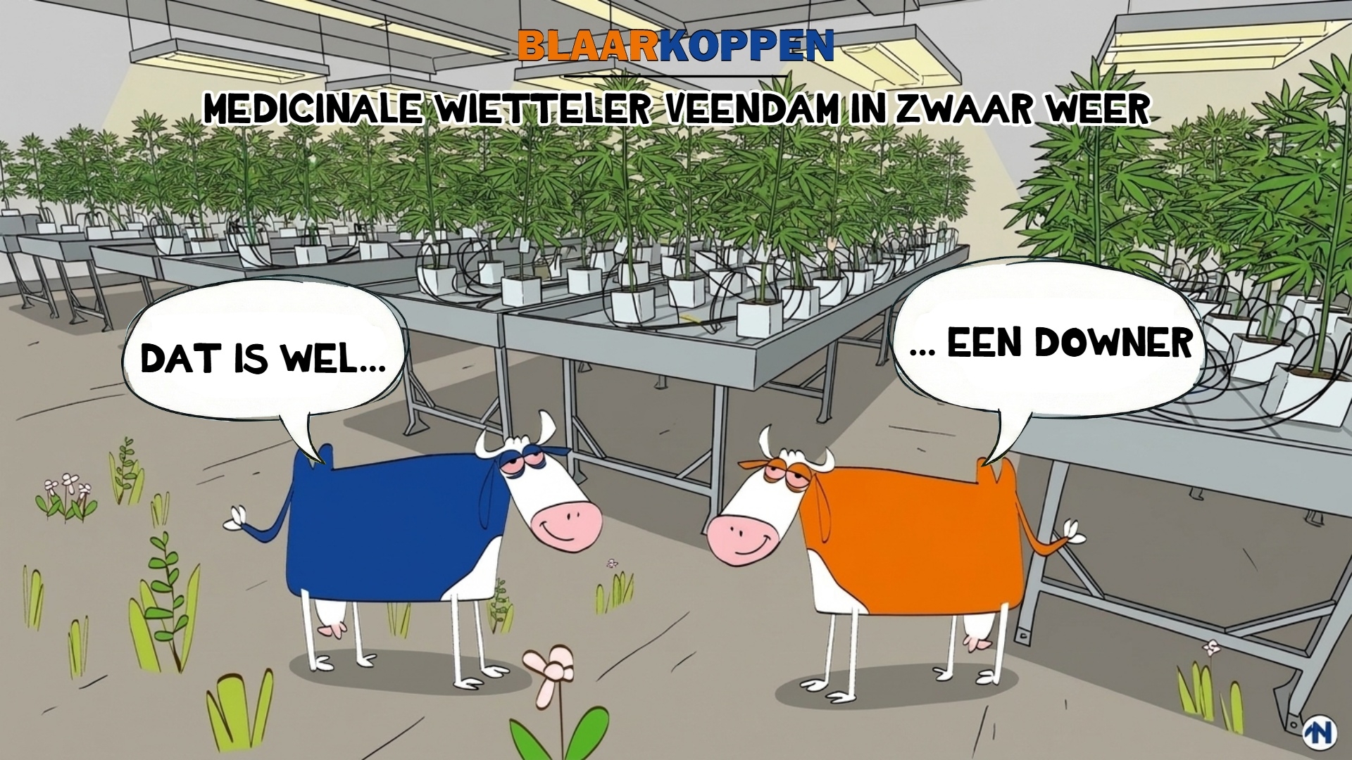 Afbeelding bij Blaarkoppen horen van de problemen in Veendam
