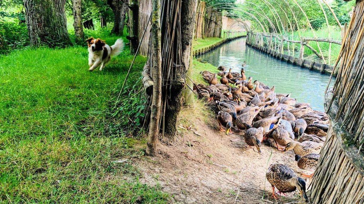 Wilde eenden laten zich minder vangen in Batenburgse eendenkooi