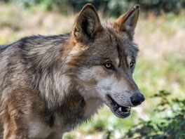 Drenthe aan Brussel: 'Pas beschermde status van de wolf aan'