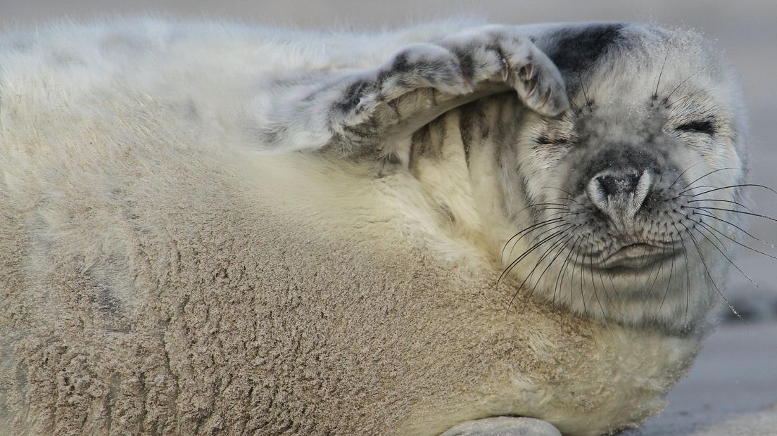 Een pasgeboren zeehond met nog witte vacht in het Duitse deel van de Waddenzee