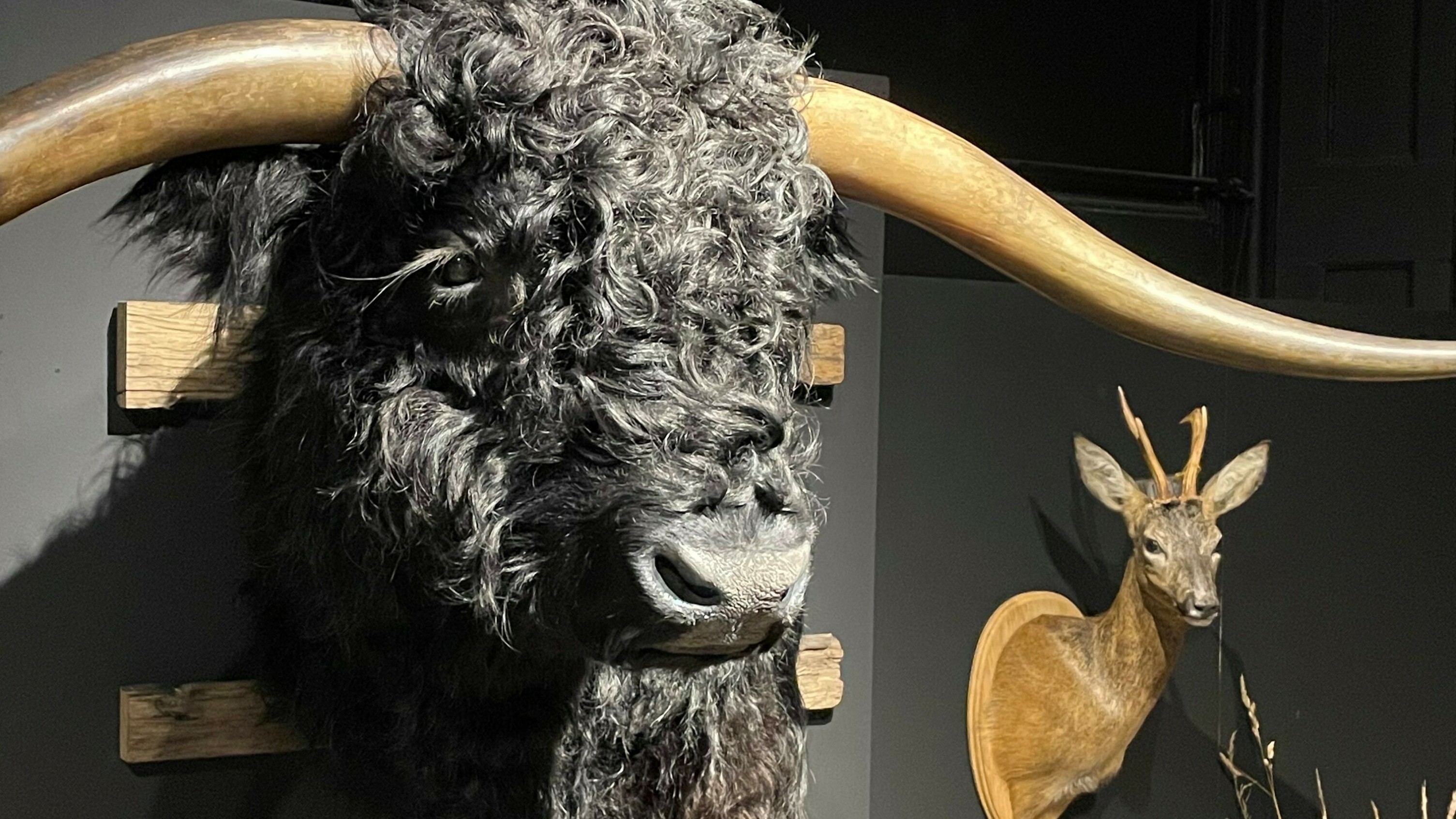Recordaantal opgezette dieren te zien in Natuurmuseum Fryslân voor NK