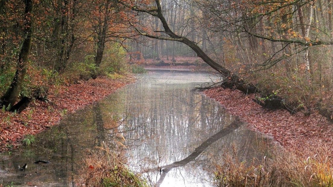 Vijver in de herfst, in het Stropersbos in Kapellebrug (Hulst)