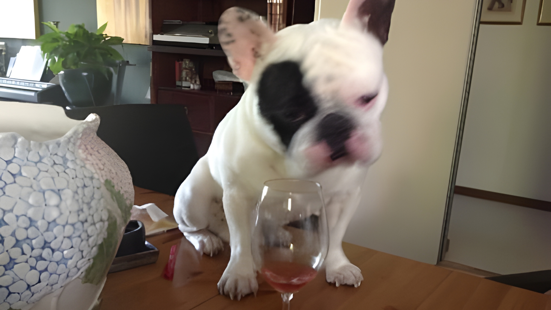 De hond van Jeroen lijkt dorst te hebben