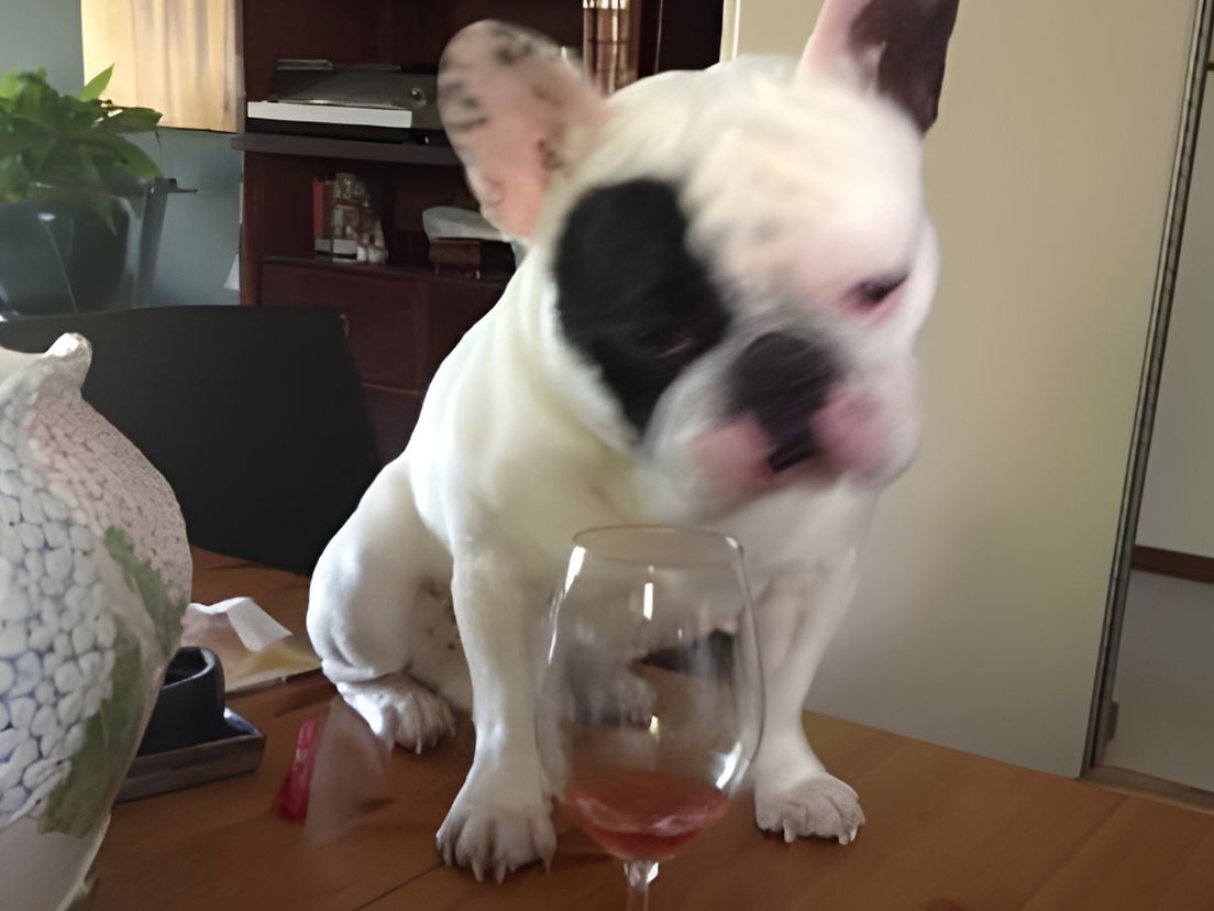 De hond van Jeroen lijkt dorst te hebben