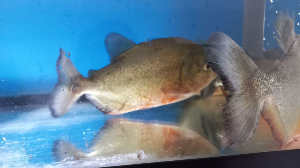 Aquarium vol piranha's gevonden in leegstaand huis in Stellendam