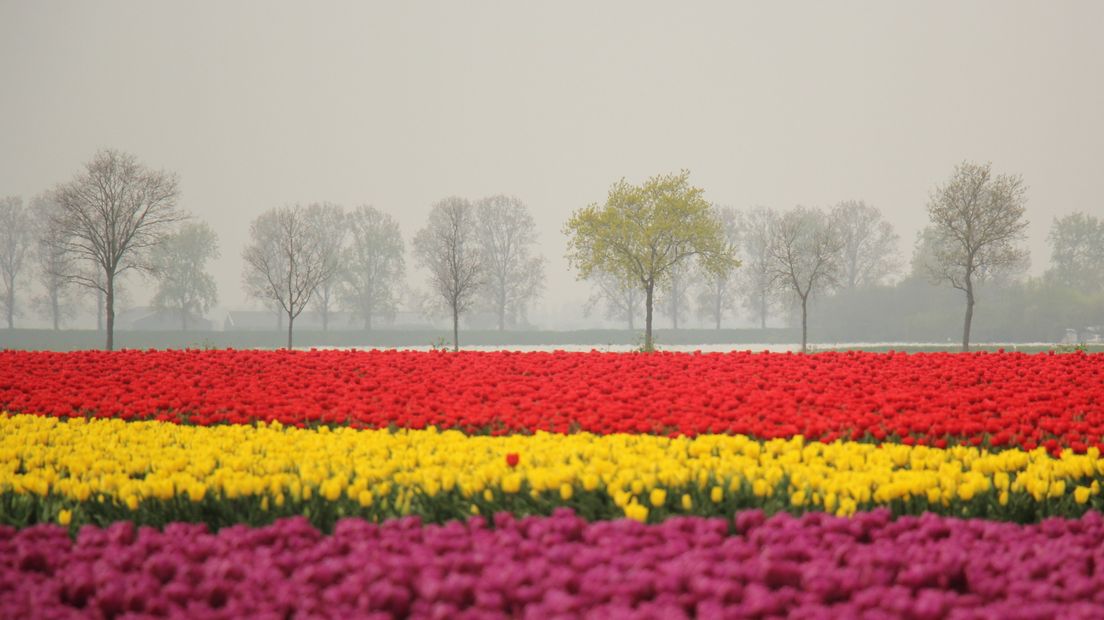 Ook op Tholen komen tulpen tot bloei, zoals hier in Poortvliet