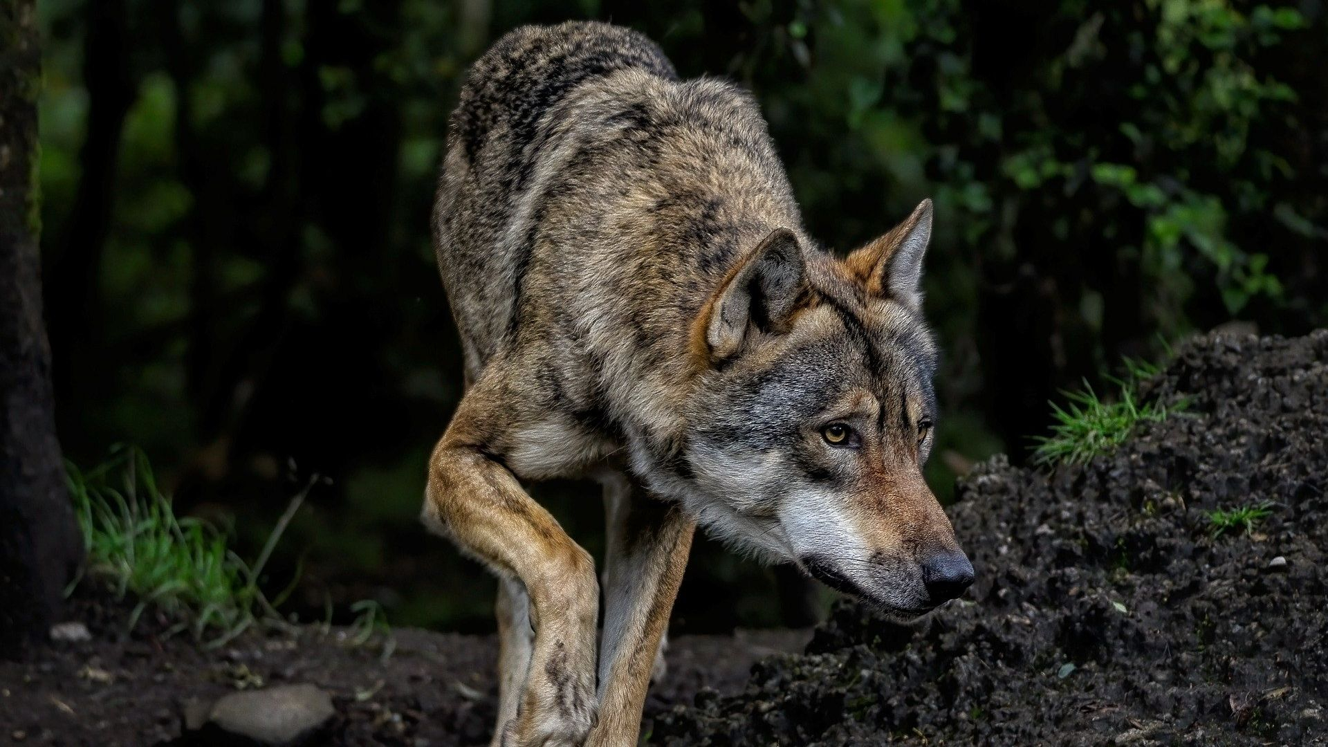 Advies voor een ontmoeting met wolf: 'Lopen kan, rennen niet'