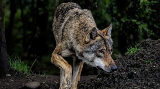Advies voor een ontmoeting met wolf: 'Lopen kan, rennen niet'