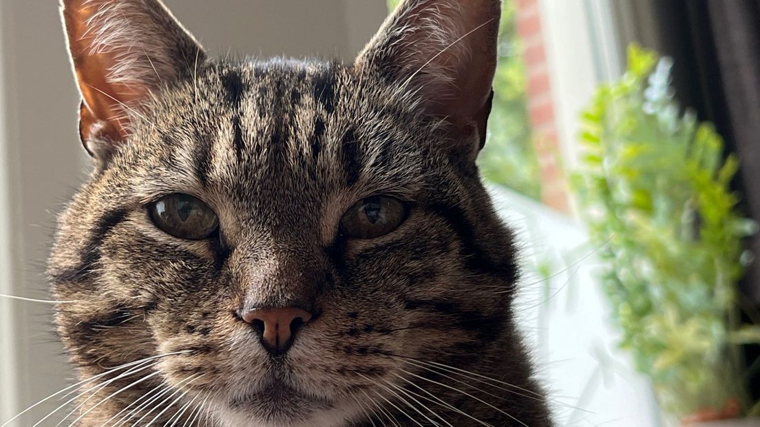 Hoe houd je je kat, hond, konijn, cavia of ander huisdier fit?