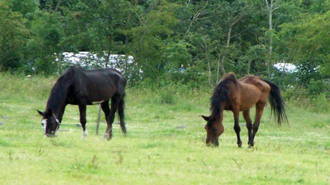 'Geen misstanden bij opvang dieren'