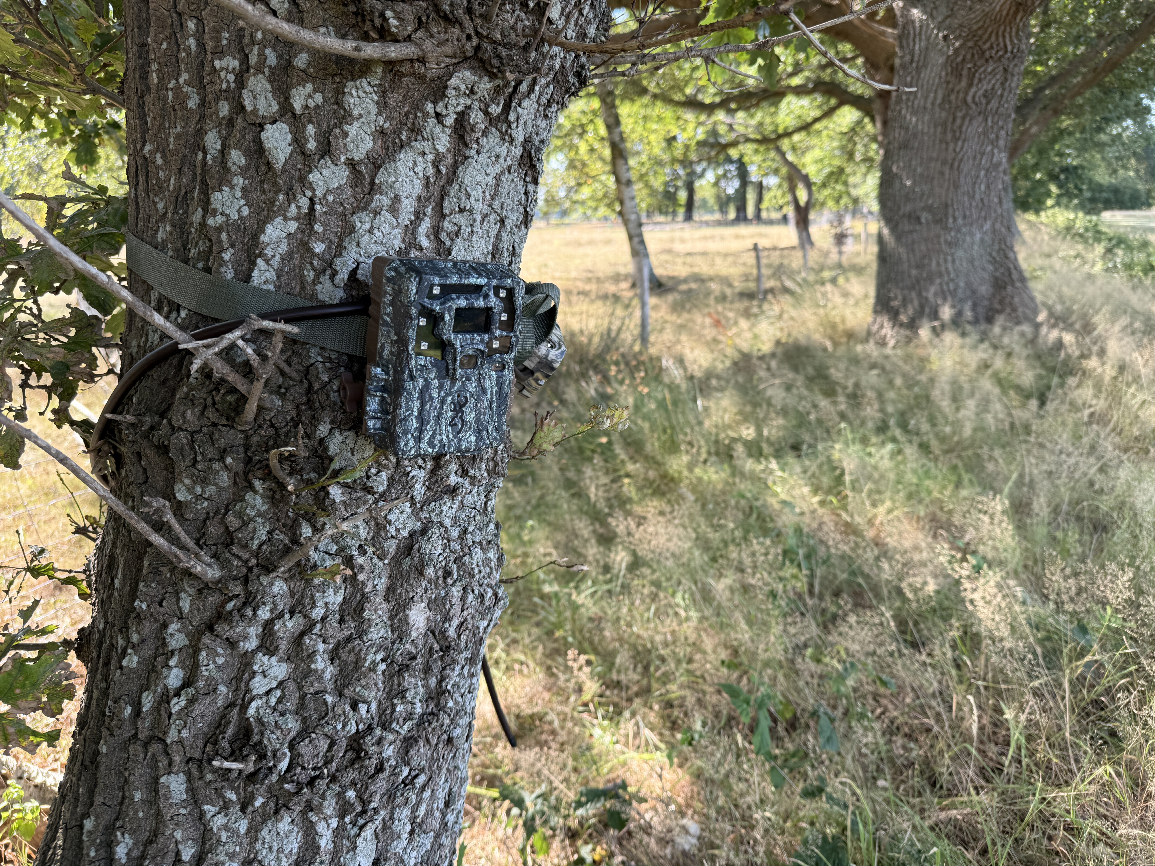 Wildcamera