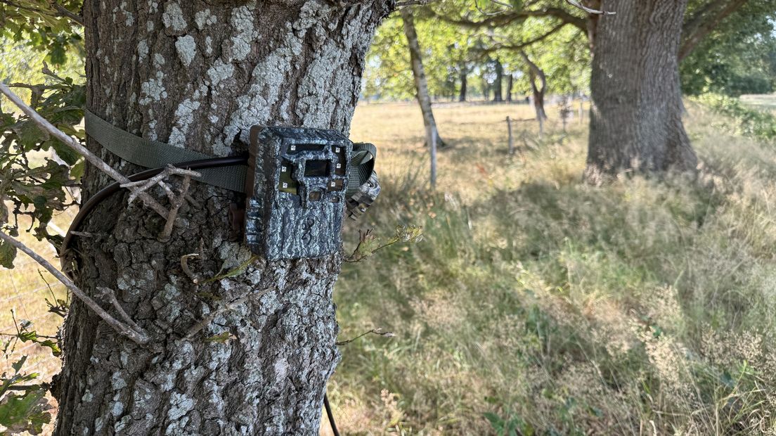 Wildcamera