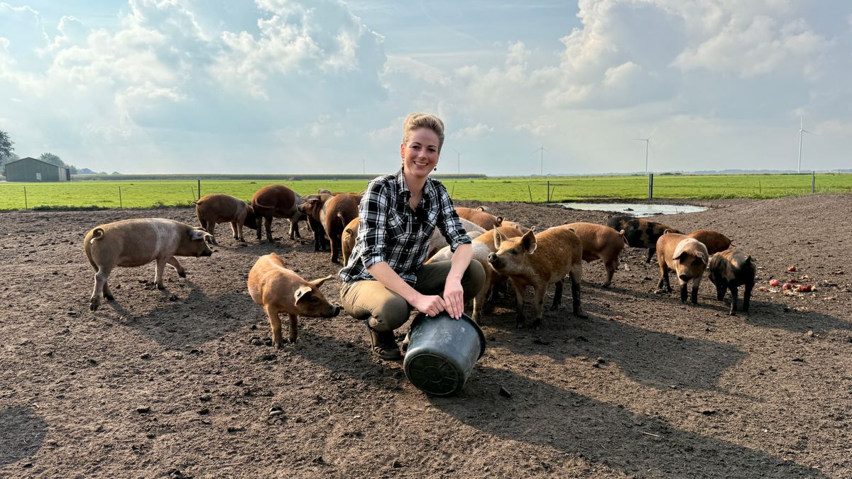 Eikels over? Deze varkens in Valthermond weten er wel raad mee