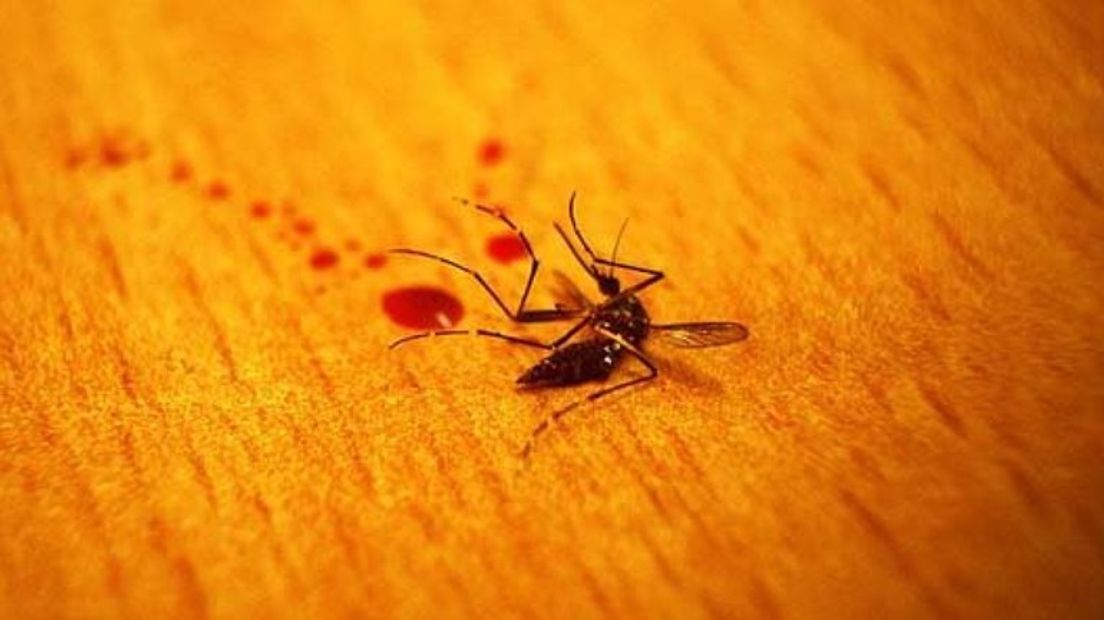 Het merendeel van de muggen in dichtbevolkte gebieden steekt vaker dan muggen op het platteland. Die conclusie trekken wetenschappers van Wageningen Universiteit na onderzoek op zo'n 3500 platgeslagen en ingestuurde muggen.