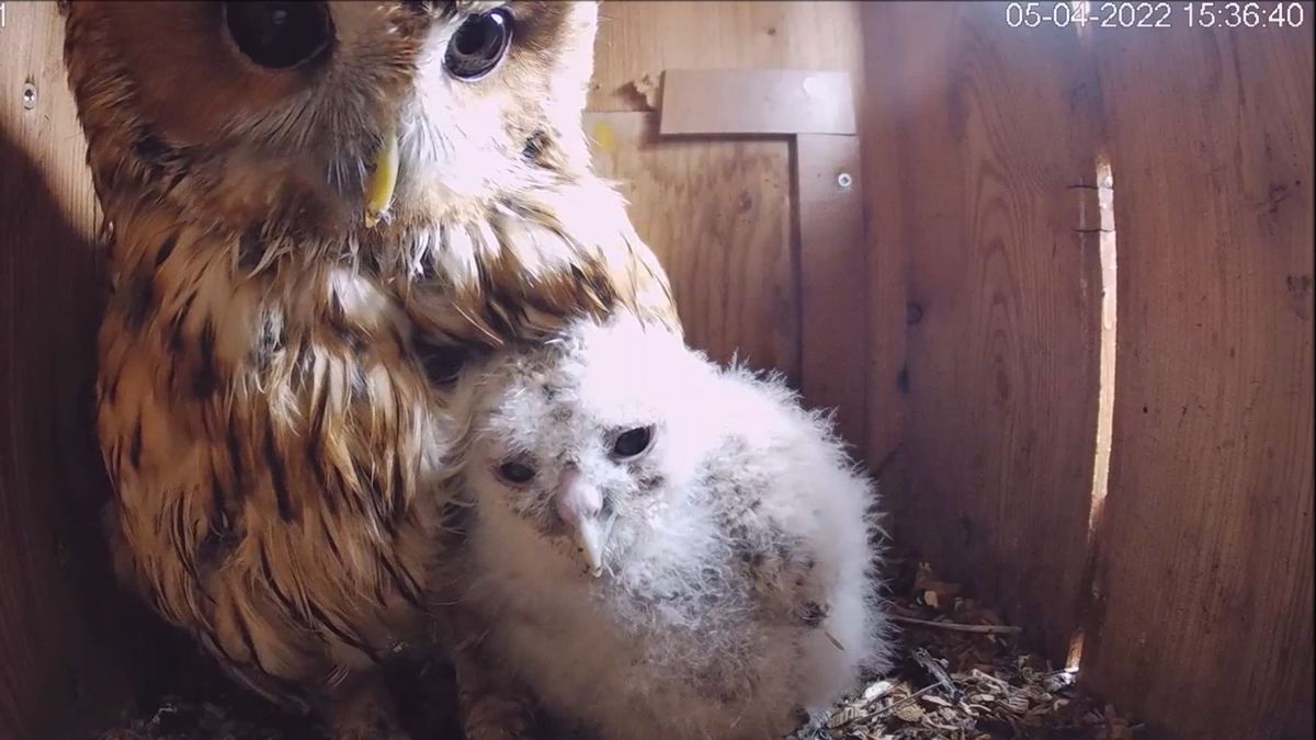 Bosuilkuikens worden geringd in Nijensleek