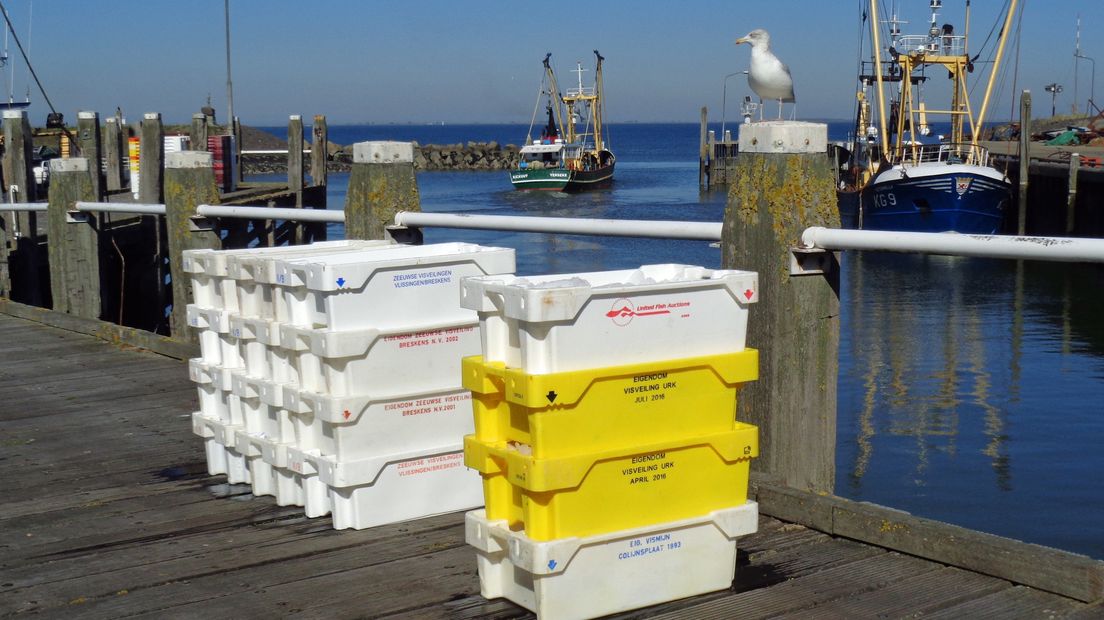 Meeuw in de haven van Colijnsplaat