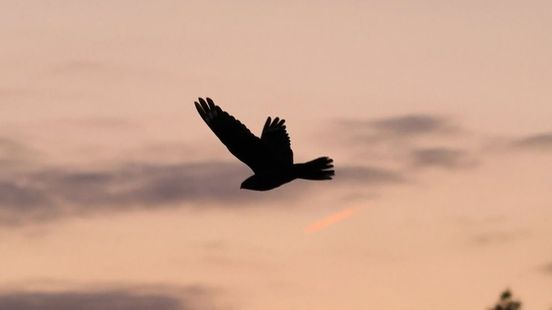 Deze mysterieuze vogel 'ratelt' in de schemering