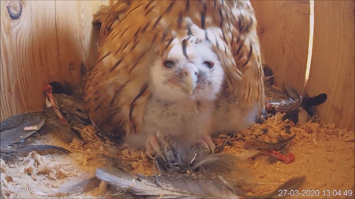 De natuur in 2020: bijzondere wildcamerabeelden