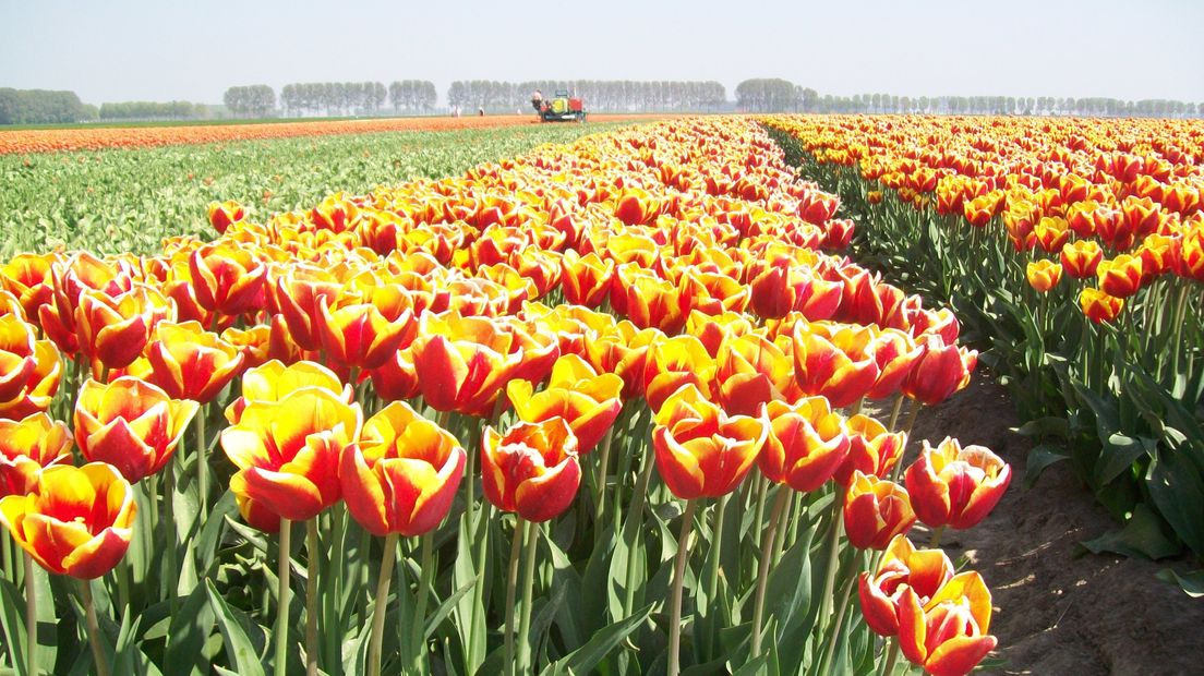 Tulpenveld in Aardenburg met op de achtergrond een tulpenkopper
