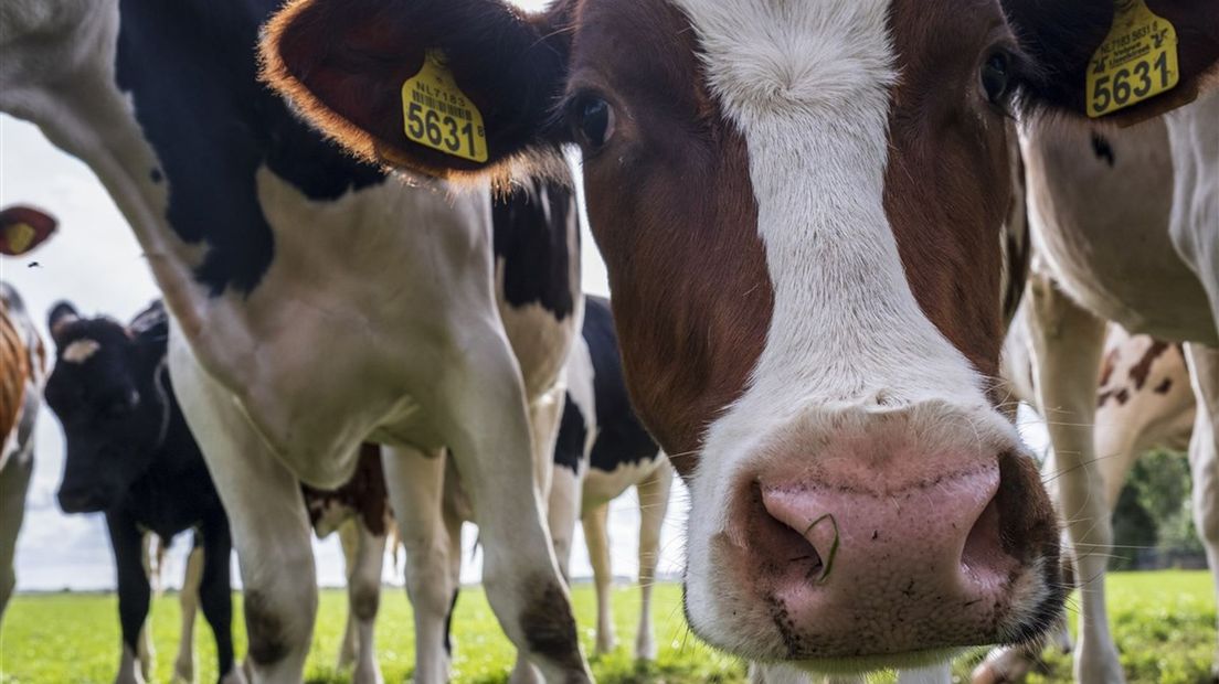 Landbouwcollectief Overijssel sceptisch over eerste versie PPLG