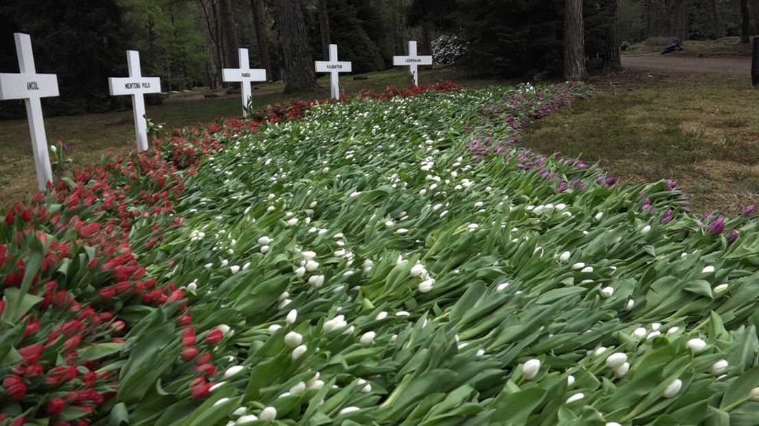 Maar liefst tienduizend tulpen zijn zaterdag neergelegd op het Ereveld Loenen. Het Nationaal Comité 4 en 5 mei riep eind april burgers op geld te doneren voor bloemen bij oorlogsmonumenten.