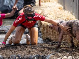 Dierenorganisaties willen verbod op zwientie tikken tijdens Dicky Woodstock