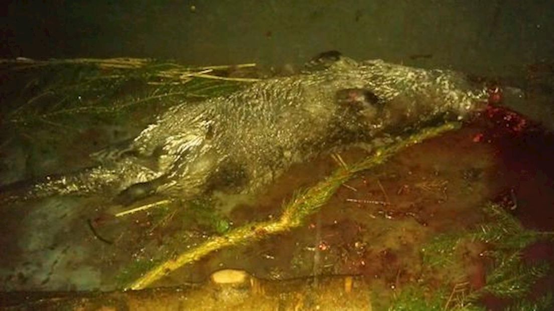 Otter doodgereden op de Lageweg
