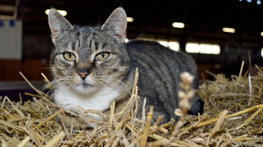 Veel 'wilde' katten hebben gewoon een baasje, blijkt uit onderzoek