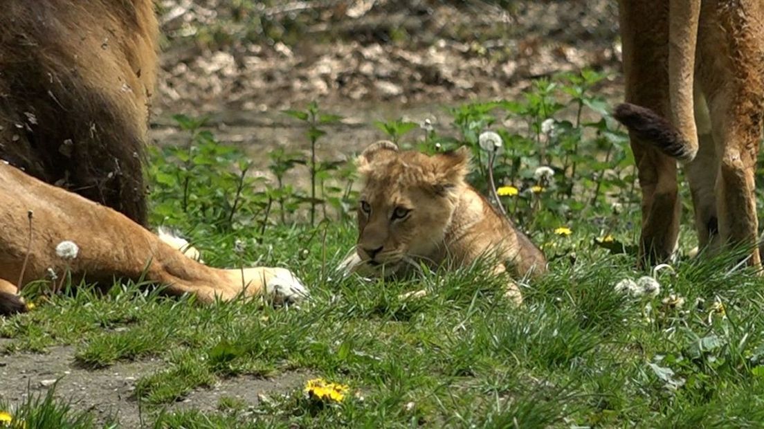 Een jonge leeuw in Burgers' Zoo.