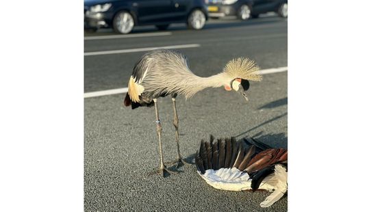 Kunnen dieren rouwen? 'Eksters leggen dennennaalden bij hun dode soortgenoot'
