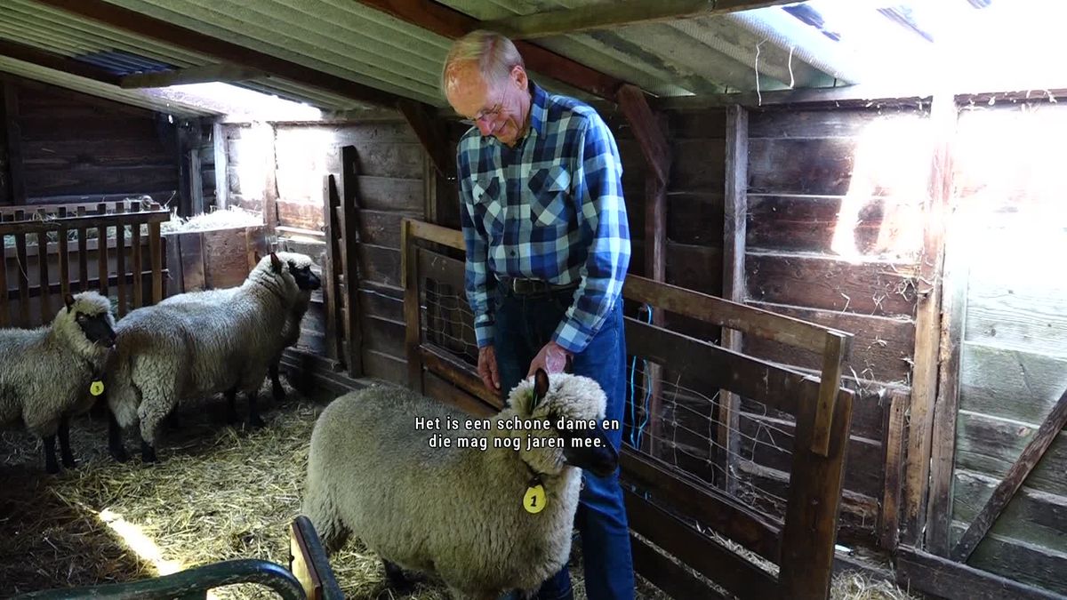 89-jarige Klaas uit Ruinerwold wint NK met zijn lammetje