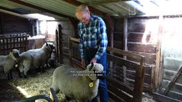 89-jarige Klaas uit Ruinerwold wint NK met zijn lammetje