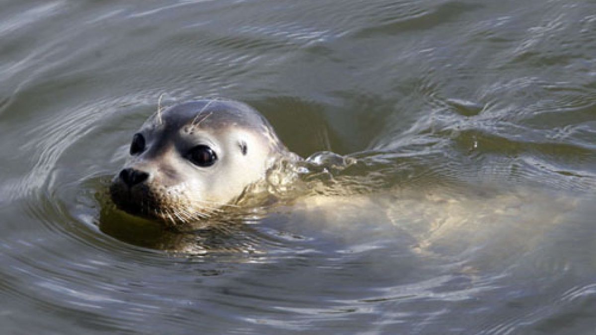 Zeehond vermaakt zich in Heerewaarden
