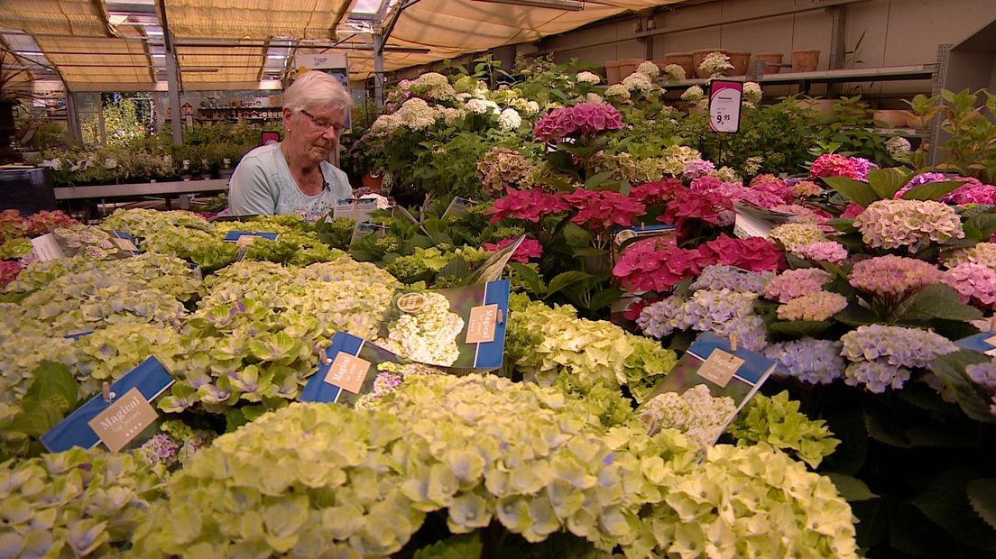 Ook op haar laatste dagen is Roset de Rijk druk in de weer