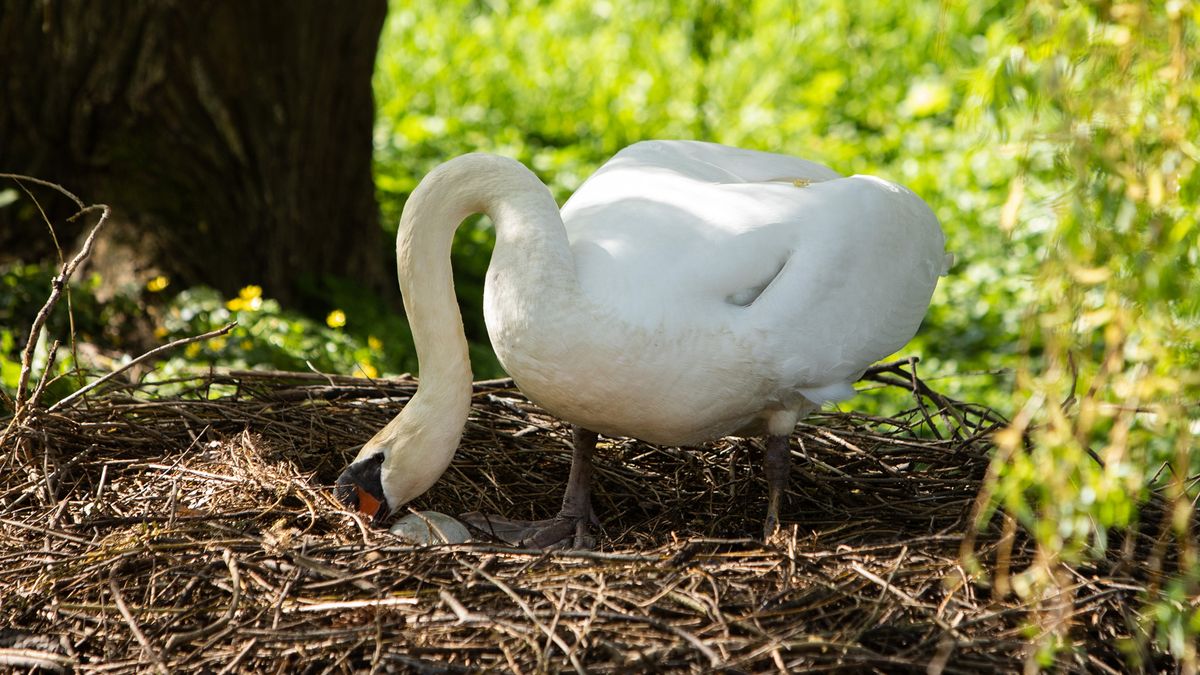 Vogelopvang Utrecht slaat alarm: grote kans op botulisme door aanhoudende droogte