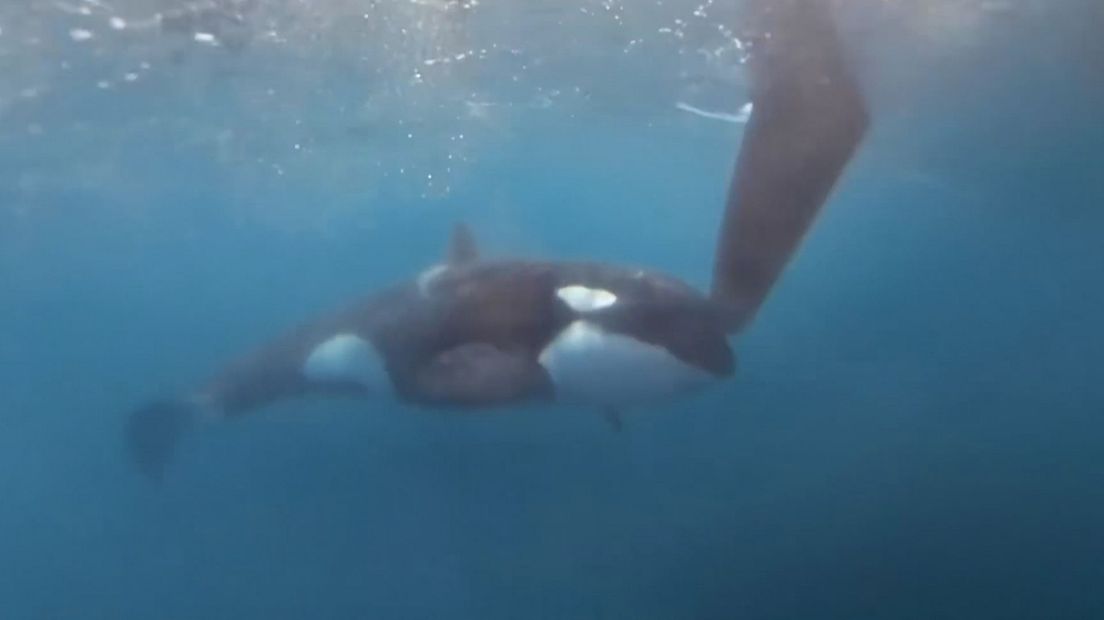 De orka's hadden het voorzien op het roer van het schip