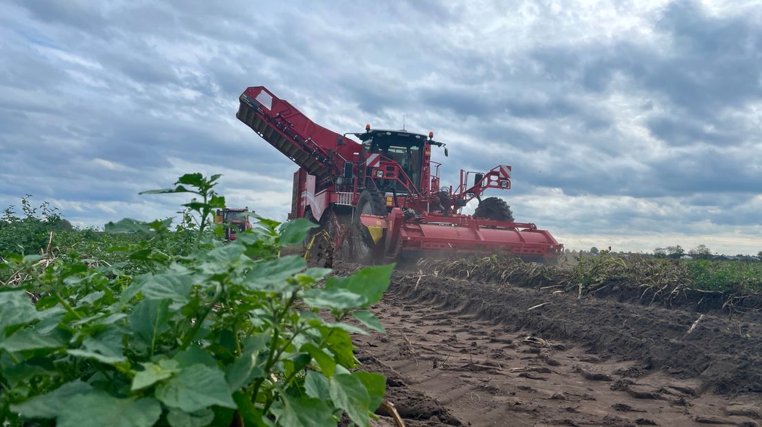 aardappelen rooien voor 1 oktober vanwege nieuwe stikstofmaatregel