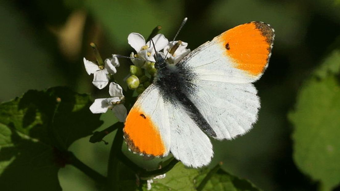 Op de uiteinden van de voorvleugels hebben de mannetjes van het oranjetipje een oranje vlek. Dat geeft deze voorjaarsvlinder een koninklijk tintje. Het oranjetipje vliegt van april tot begin mei. De rest van het jaar laat deze actieve vlinder zich niet zien. 'Voor mij is het voorjaar begonnen als ik het oranjetipje weer zie vliegen', zegt Kars Veling van de Vlinderstichting.