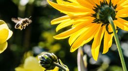 Bijen maken een lastige tijd door, zo kun jij helpen