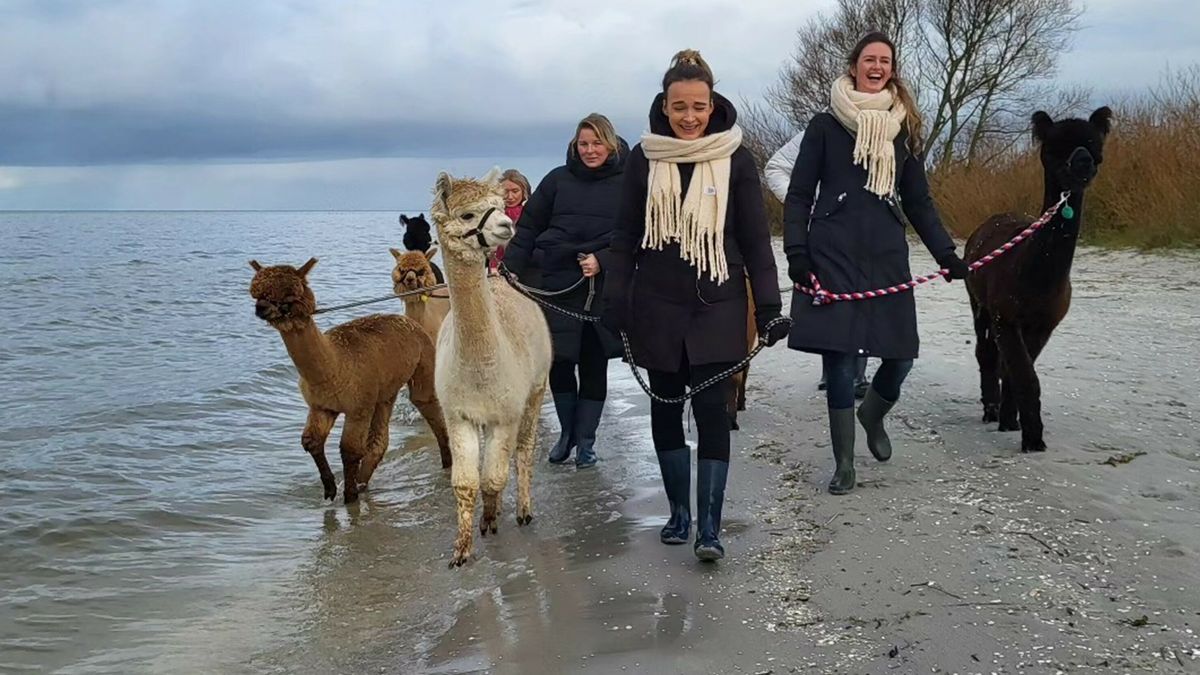 Alpaca's aan het pootjebaden bij de Warkumerwaard door hoogwater: “Het was billenknijpen”