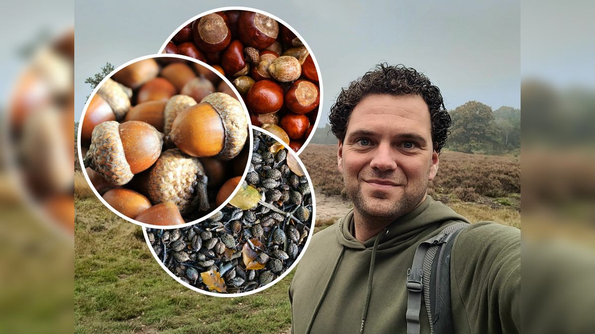 Het eten van dieren ligt misschien wel op jouw herfsttafel: boswachter vertelt welke noten je uit de