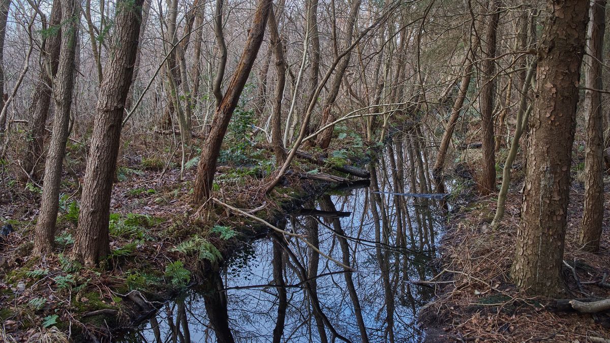 Terschelling beter voorbereid op droogte met natuur van honderd jaar geleden