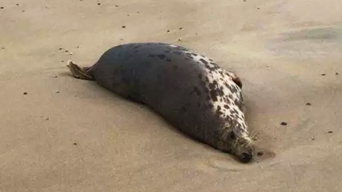 Dode zeehond aangespoeld bij strandpaviljoen De Strandloper in Nieuw-Haamstede