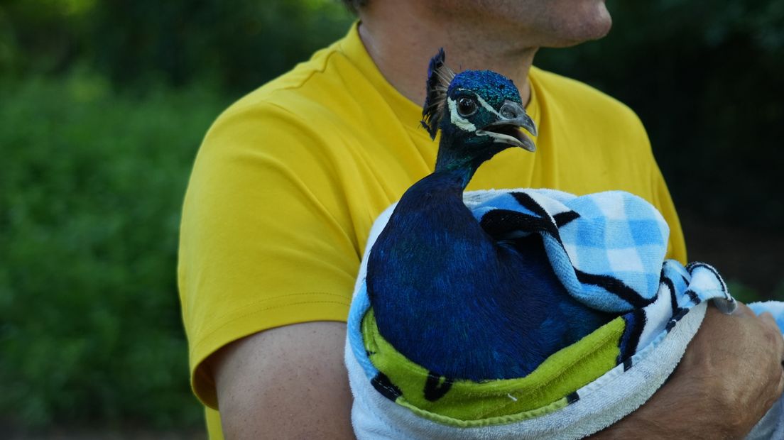 De pauw veilig in de handen van de dierenverzorger