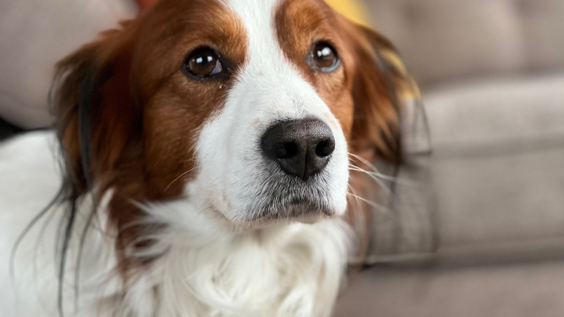 Eigenaar Loslopende Hond Vrijgesproken Na Fatale Val - Omroep Gelderland