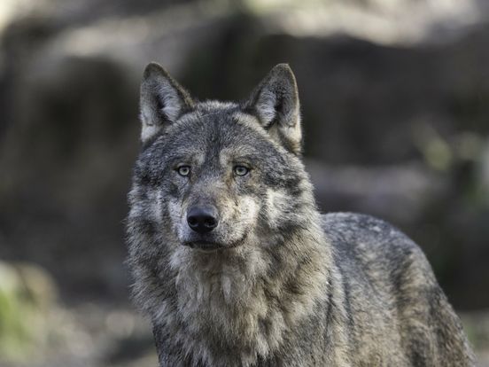 De week van Drenthe: sneller toestemming om wolf af te schieten en schade door noodweer nog altijd zichtbaar