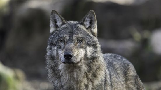 De week van Drenthe: sneller toestemming om wolf af te schieten en schade door noodweer nog altijd zichtbaar Nieuws